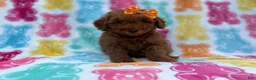 Cavapoo dogs for sale: Ansley - Ad 3