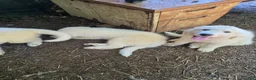 Great Pyrenees dogs for sale: Great Pyrenees 4 - Ad 6