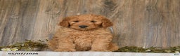 Goldendoodle dogs for sale: Ember - Ad 5