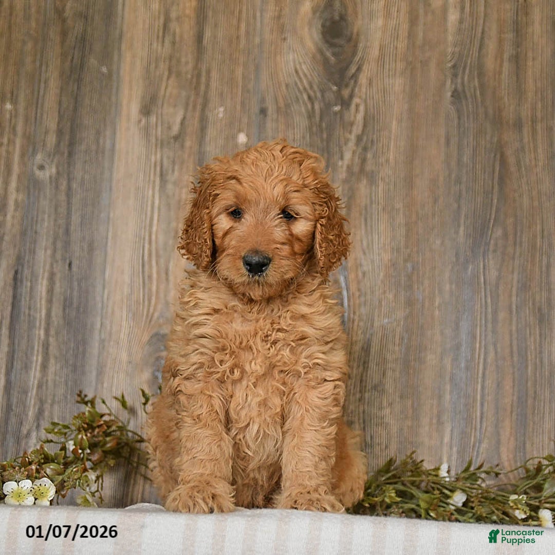 Goldendoodle dogs for sale: Ember - Ad 5