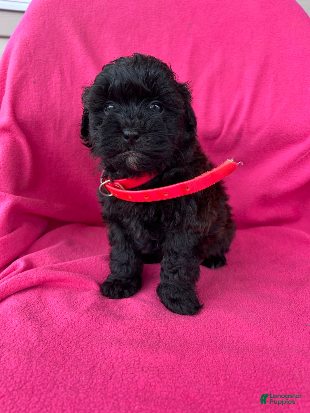 Shihpoo dogs for sale: PRECIOUS - Ad 4