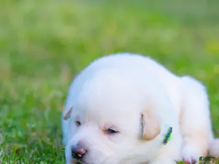 German Shepherd dogs German Shepherd Puppy 8 - Ad 20