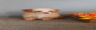 Toy Poodle 4