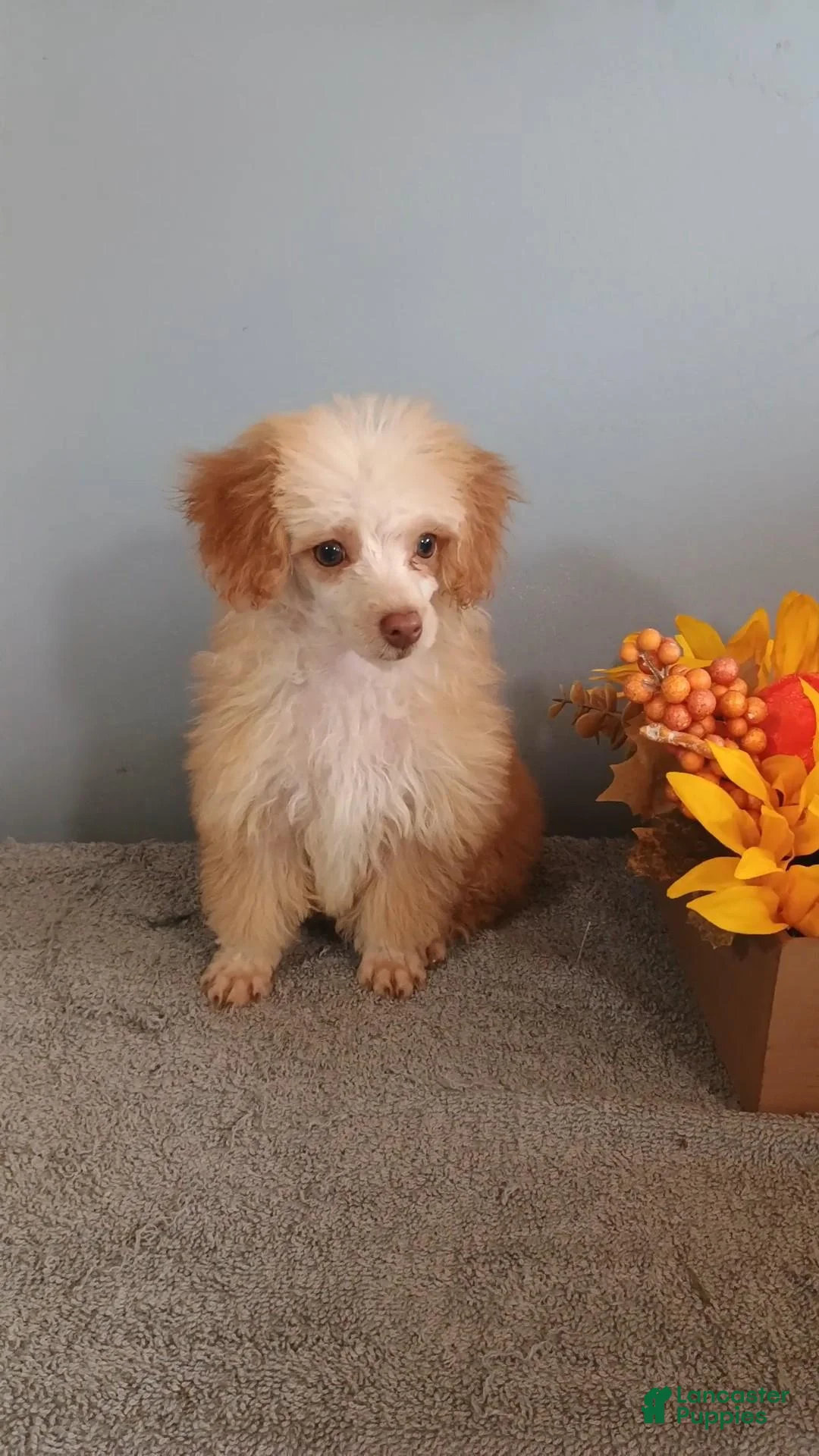 Toy Poodle dogs for sale: Toy Poodle 4 - Ad 1