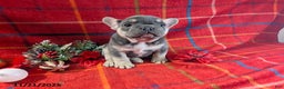 French Bulldog dogs for sale: Alex - Ad 7