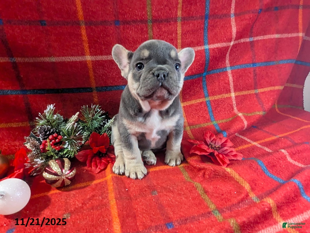 French Bulldog dogs for sale: Alex - Ad 7