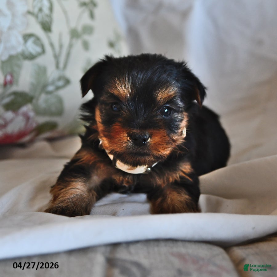 Yorkshire Terrier dogs Eenie - Ad 1