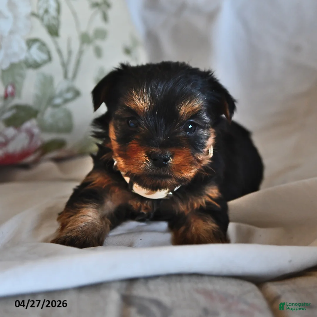 Yorkshire Terrier dogs for sale: Eenie - Ad 1
