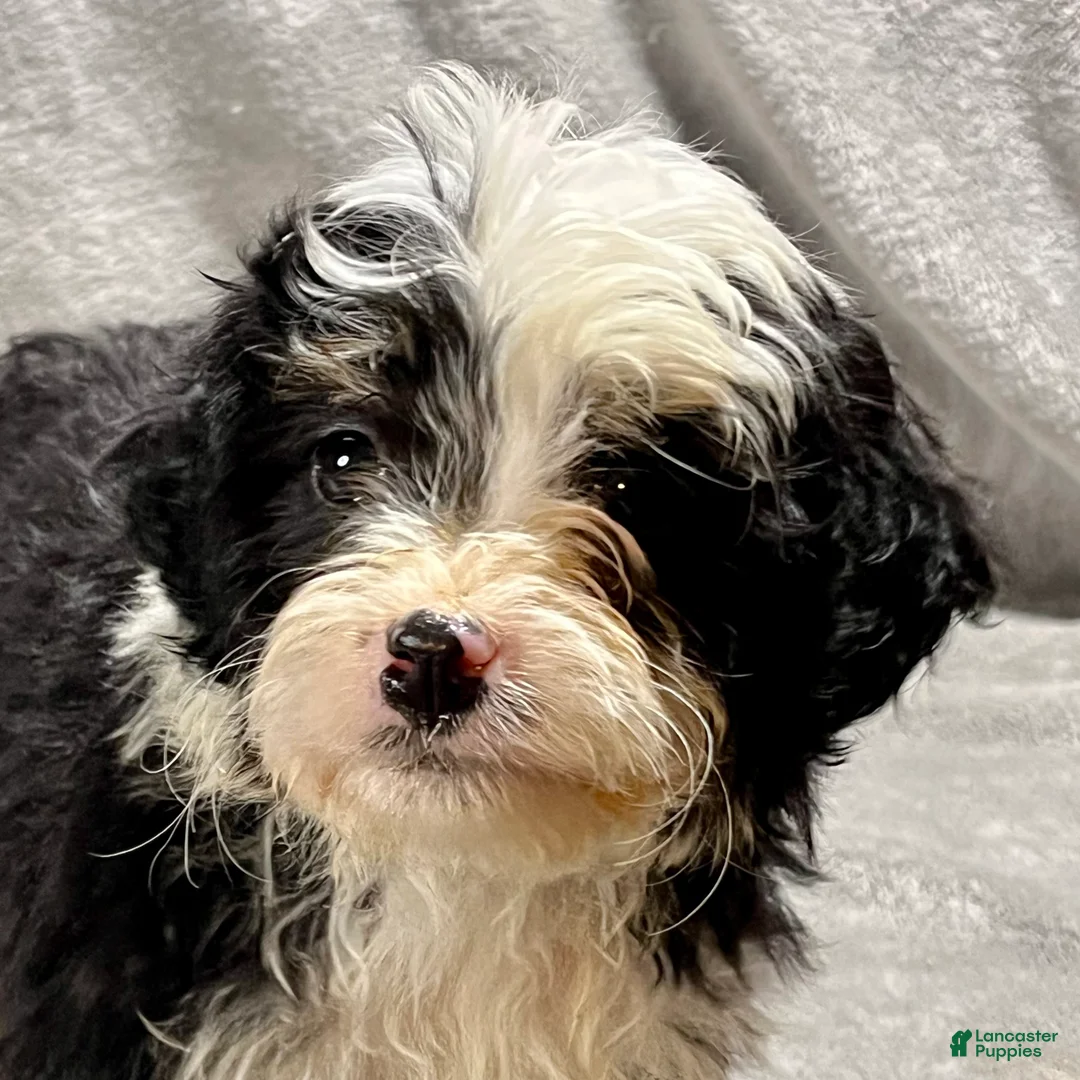 Mini Bernedoodle dogs for sale: Oliver - Ad 4