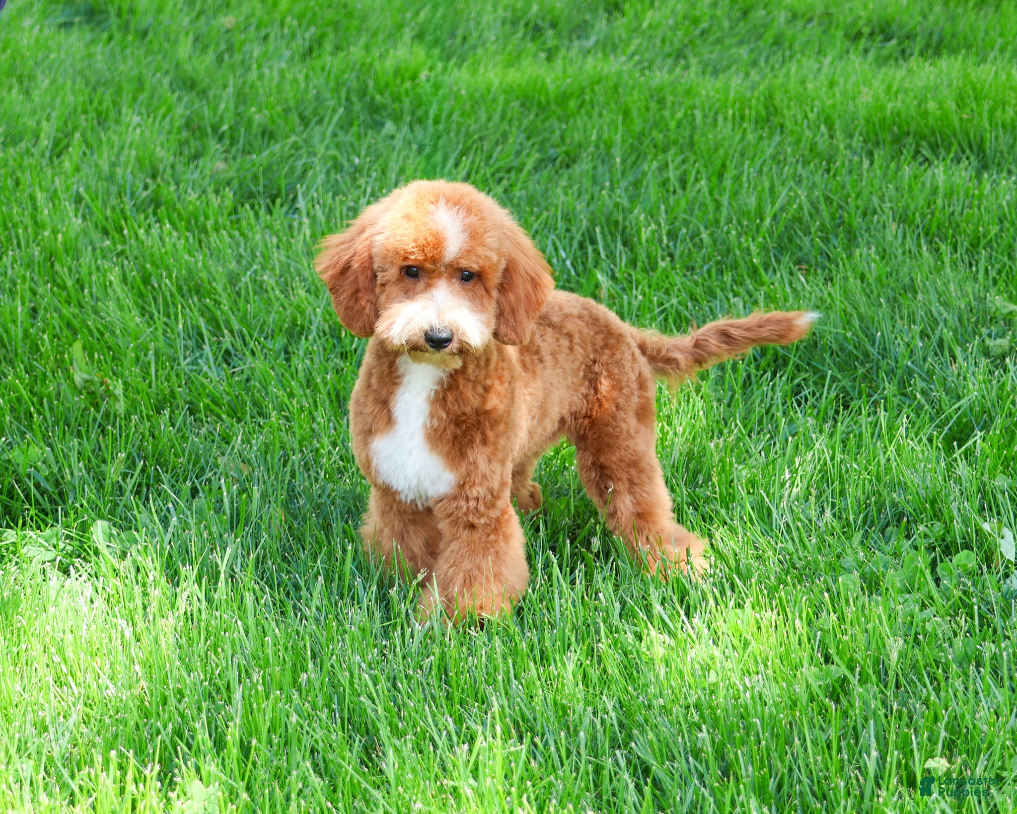 Mini Goldendoodle dogs Spaghetti - Ad 32