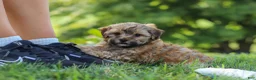 Yorkiepoo dogs for sale: Teddy - Ad 4