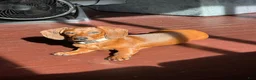 Dachshund dogs for sale: Dachshund 1 - Ad 4