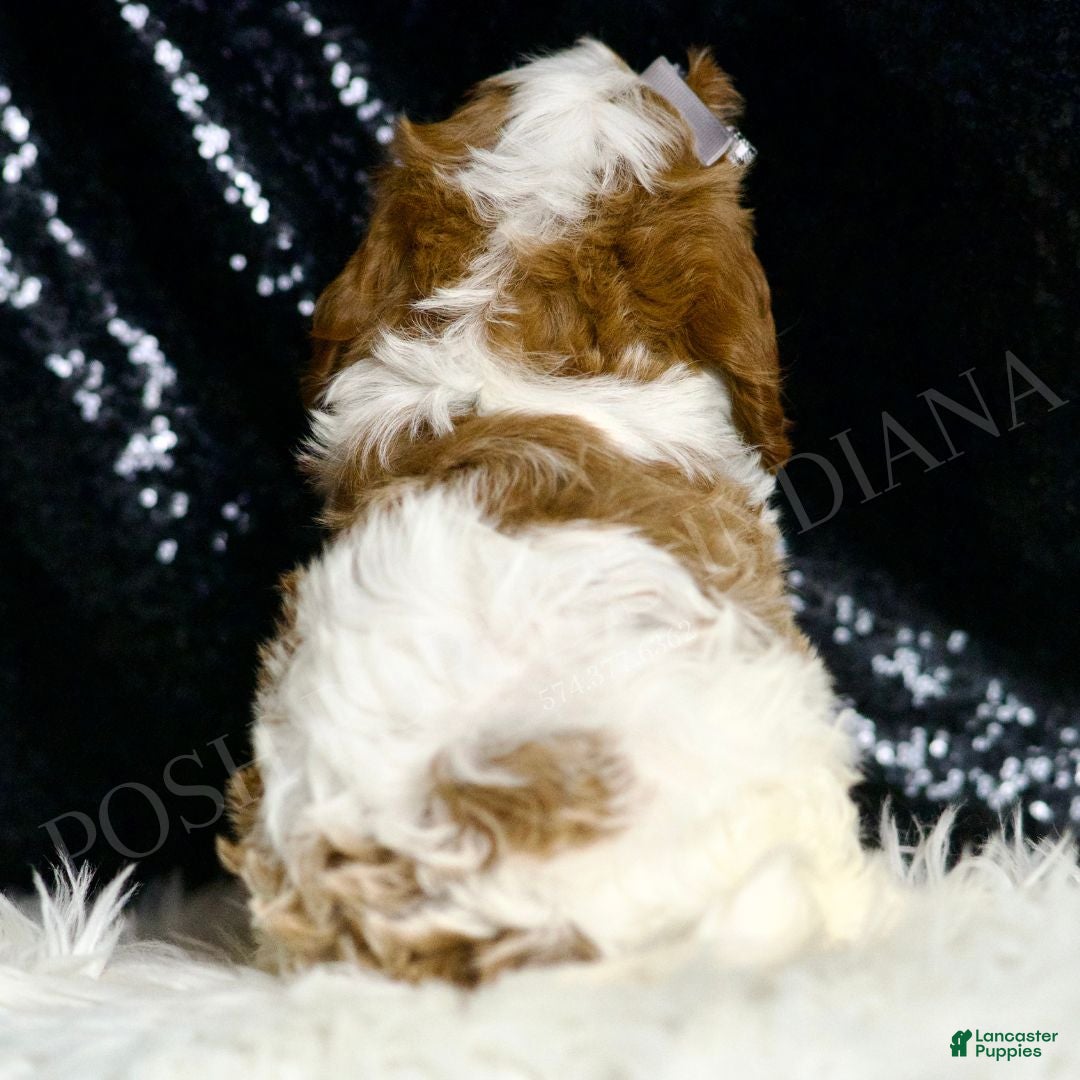 Cavapoo dogs for sale: Dumpling F1 - Ad 5