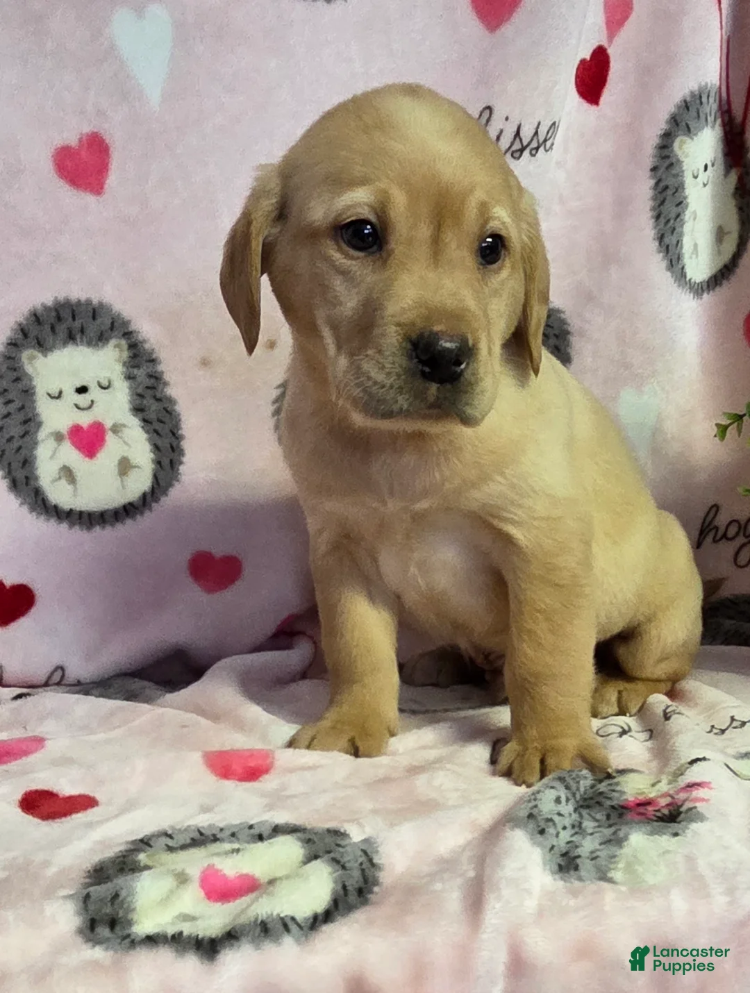Labrador Retriever dogs for sale: Charlie - Ad 4
