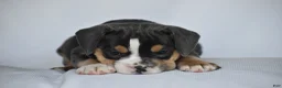 Beabull dogs for sale: Blossom - Ad 6