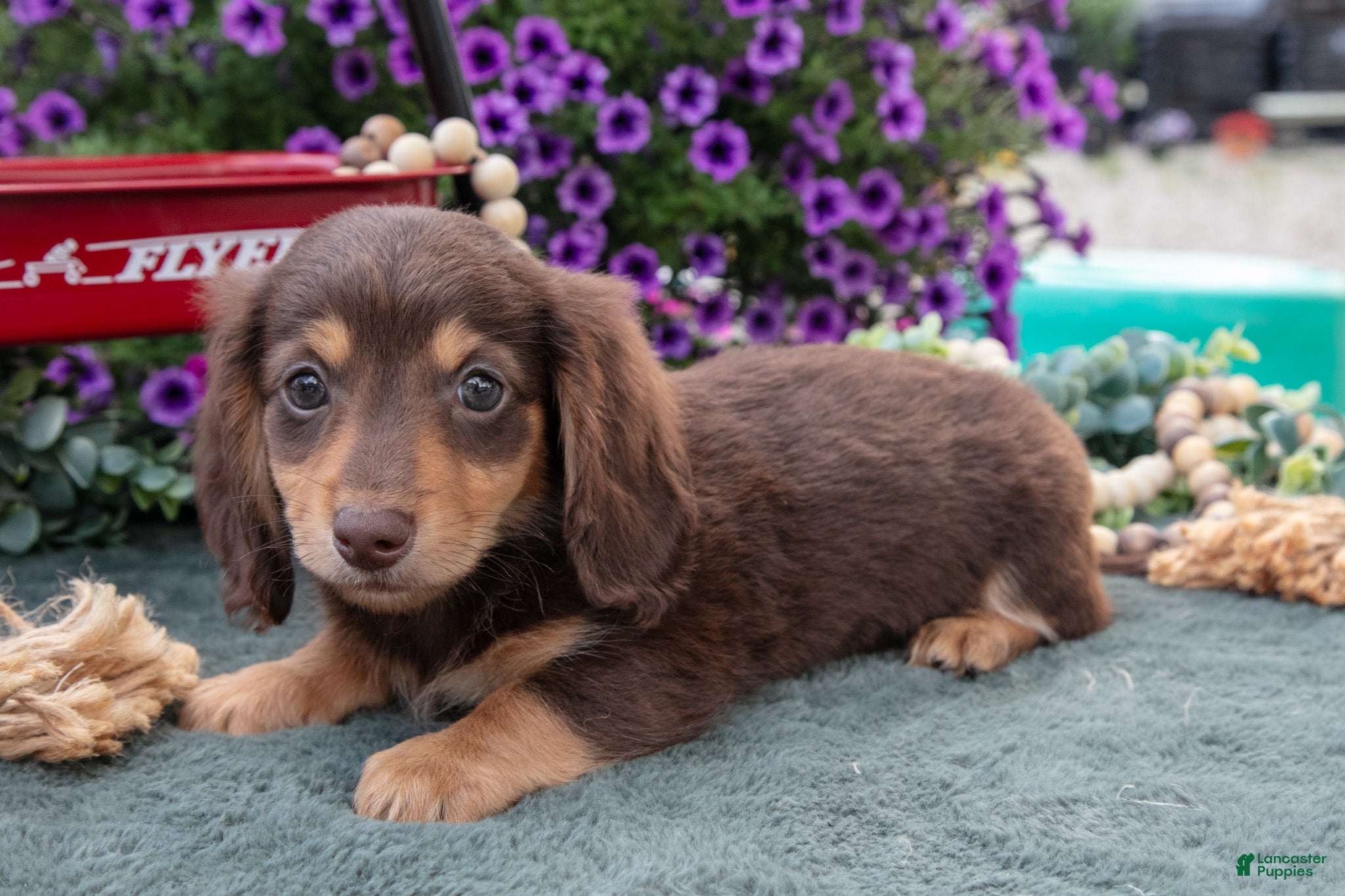 Miniature Dachshund dogs Jonas - Ad 1