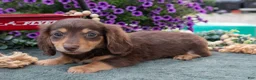 Miniature Dachshund dogs for sale: Jonas - Ad 1