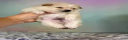 Pomeranian dogs for sale: Tipton - Ad 6