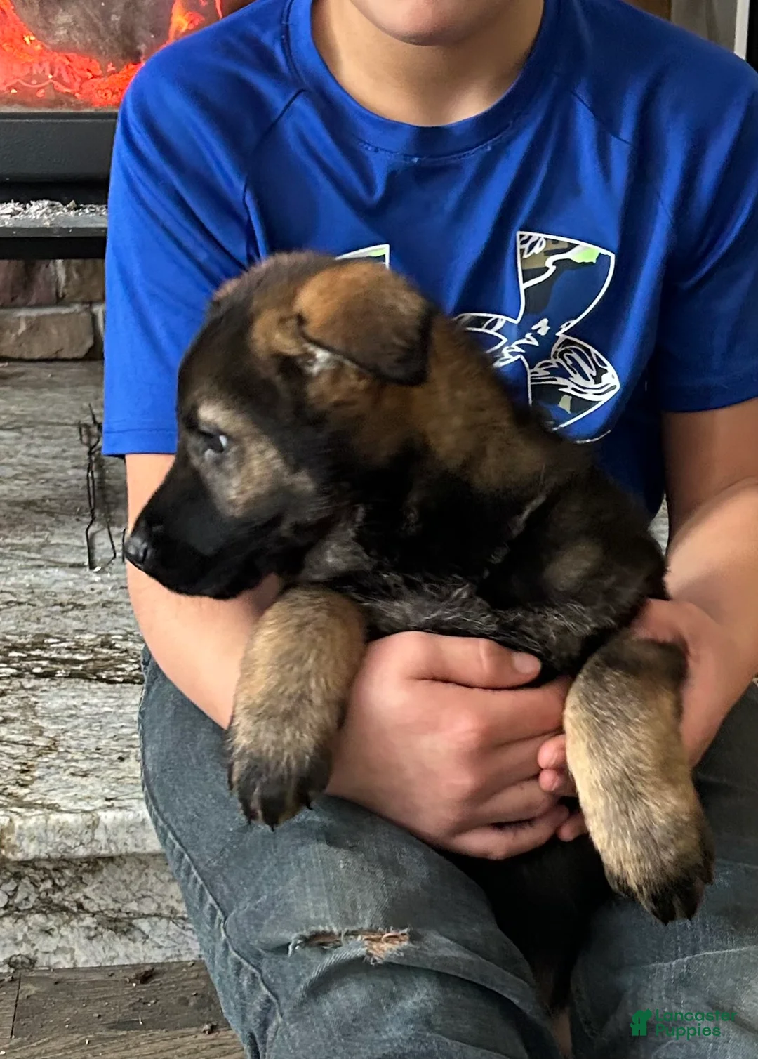 German Shepherd dogs for sale: Willow/Cody Teal - Ad 24