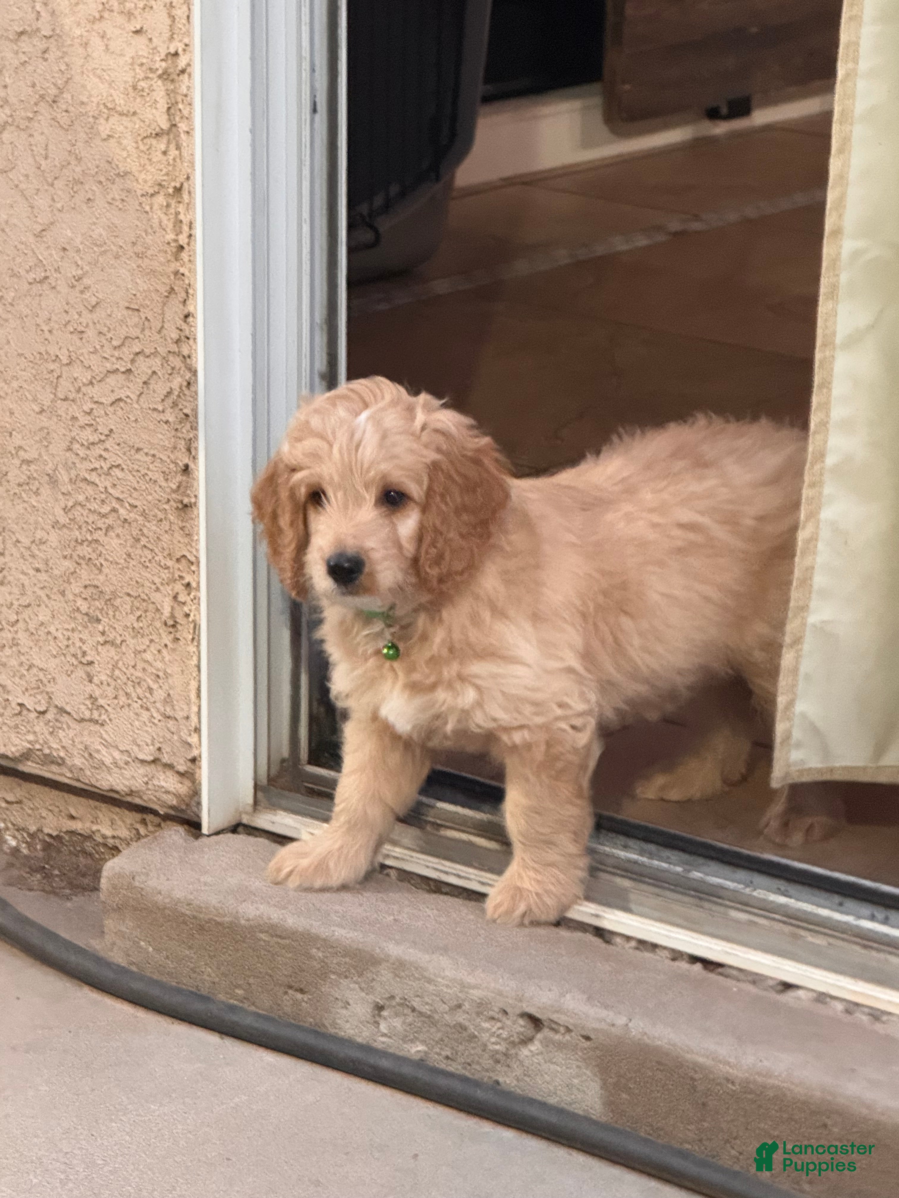 Mini Goldendoodle dogs Sonny Boy - Ad 2