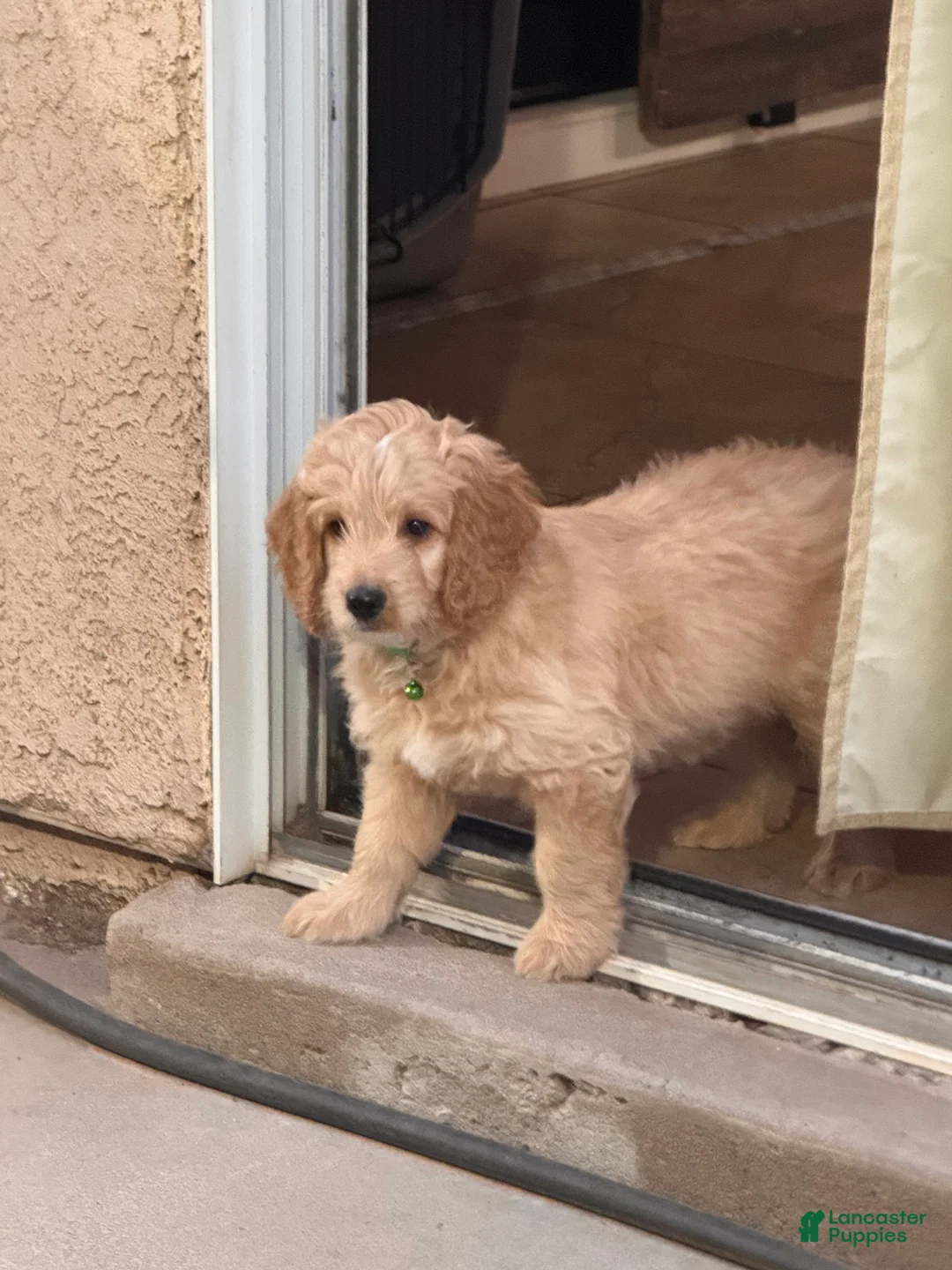 Mini Goldendoodle dogs for sale: Sonny Boy - Ad 2
