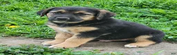Mixed Breed dogs for sale: Tucker - Ad 2
