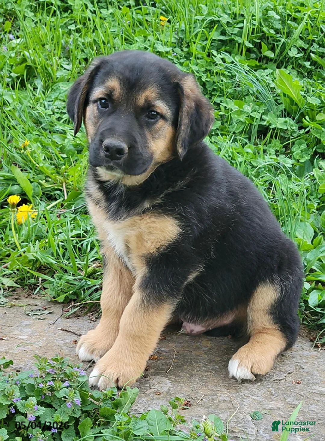 Mixed Breed dogs for sale: Tucker - Ad 2