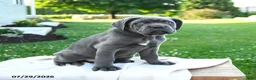 Cane Corso dogs for sale: Nala  - Ad 3