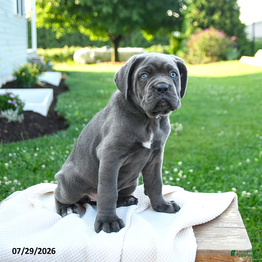 Cane Corso dogs for sale: Nala  - Ad 3