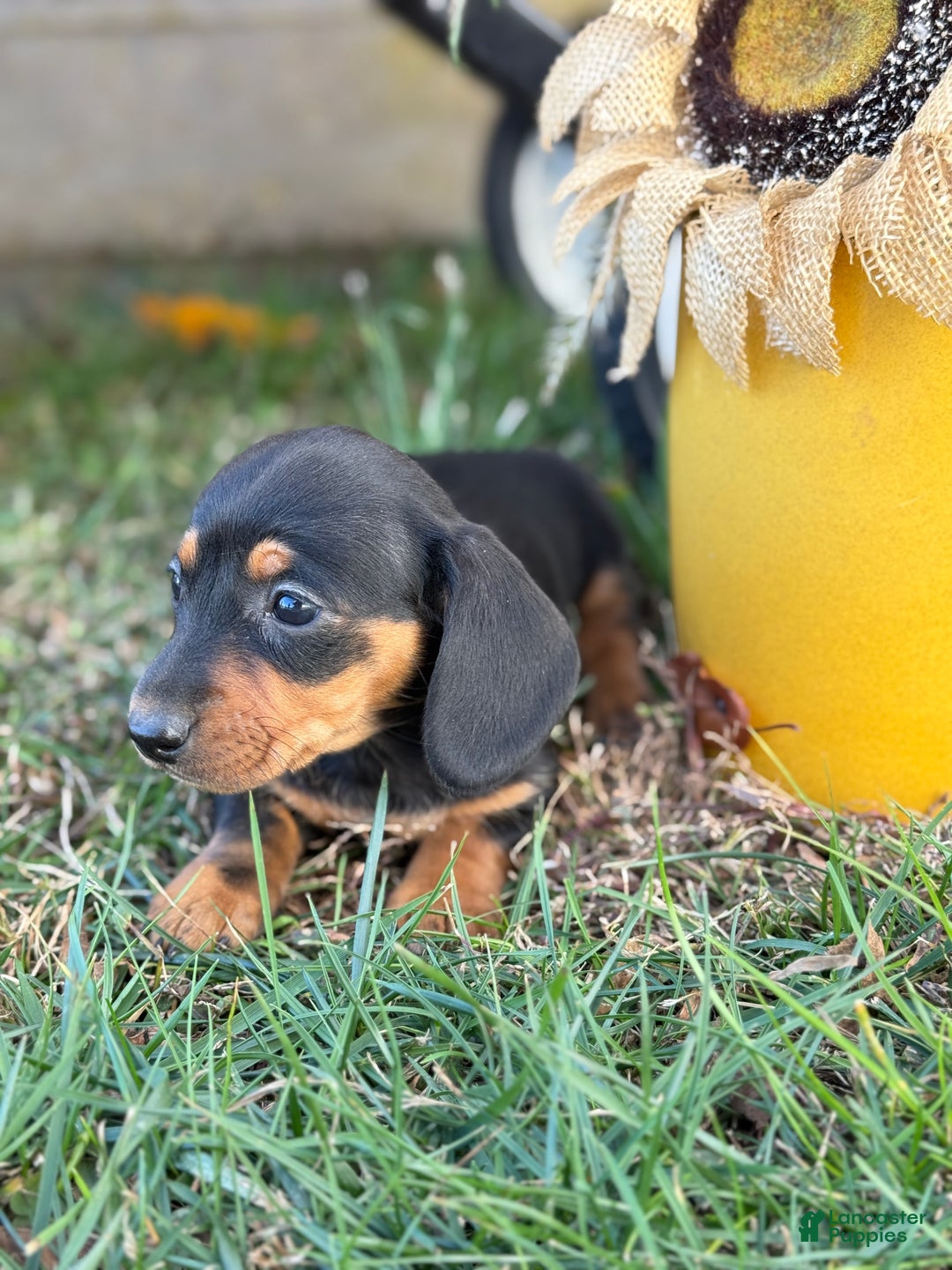 Miniature Dachshund dogs for sale: Camille - Ad 3