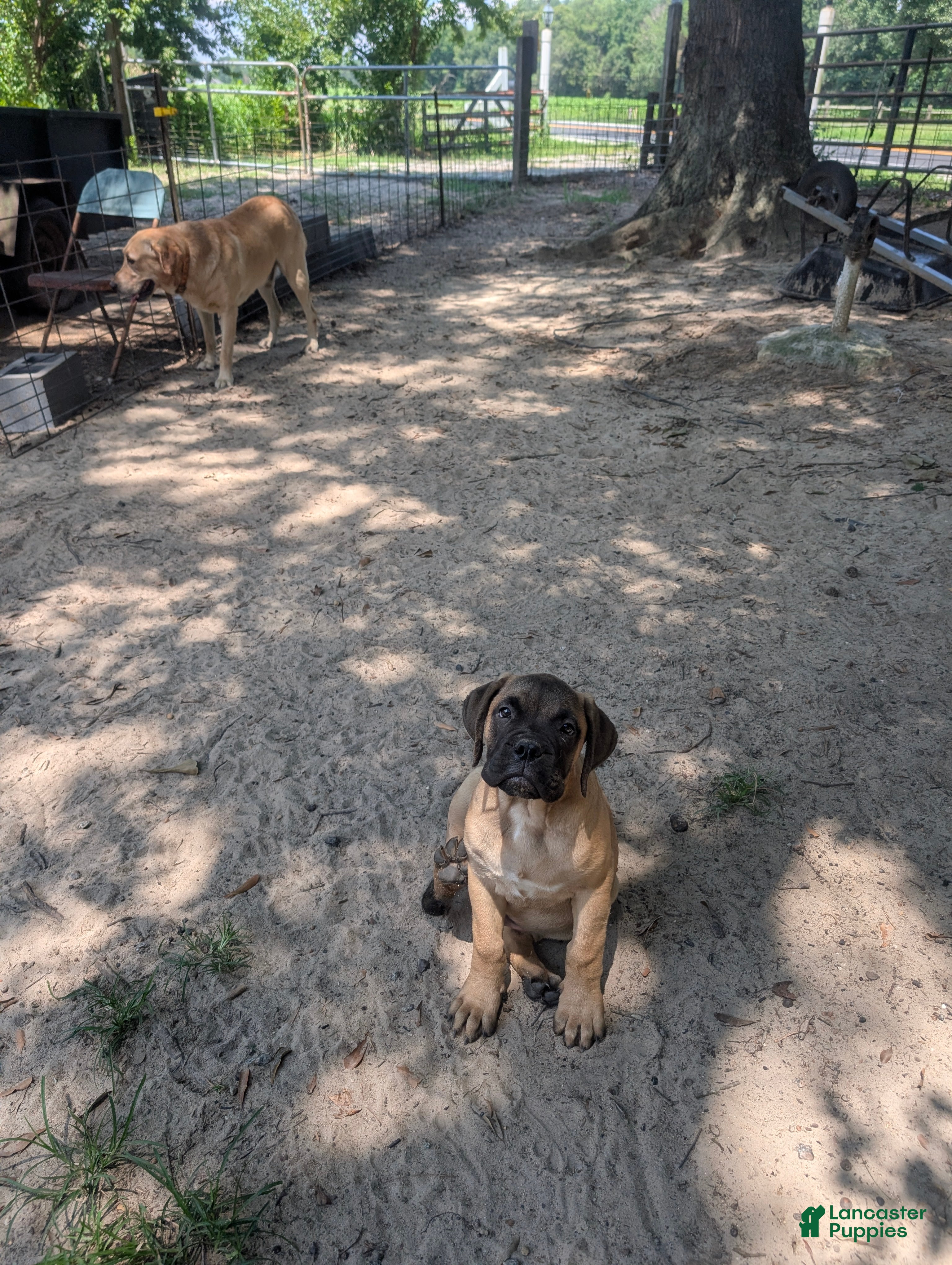 Bullmastiff dogs for sale: Bullmastiff Puppy 3 - Ad 2