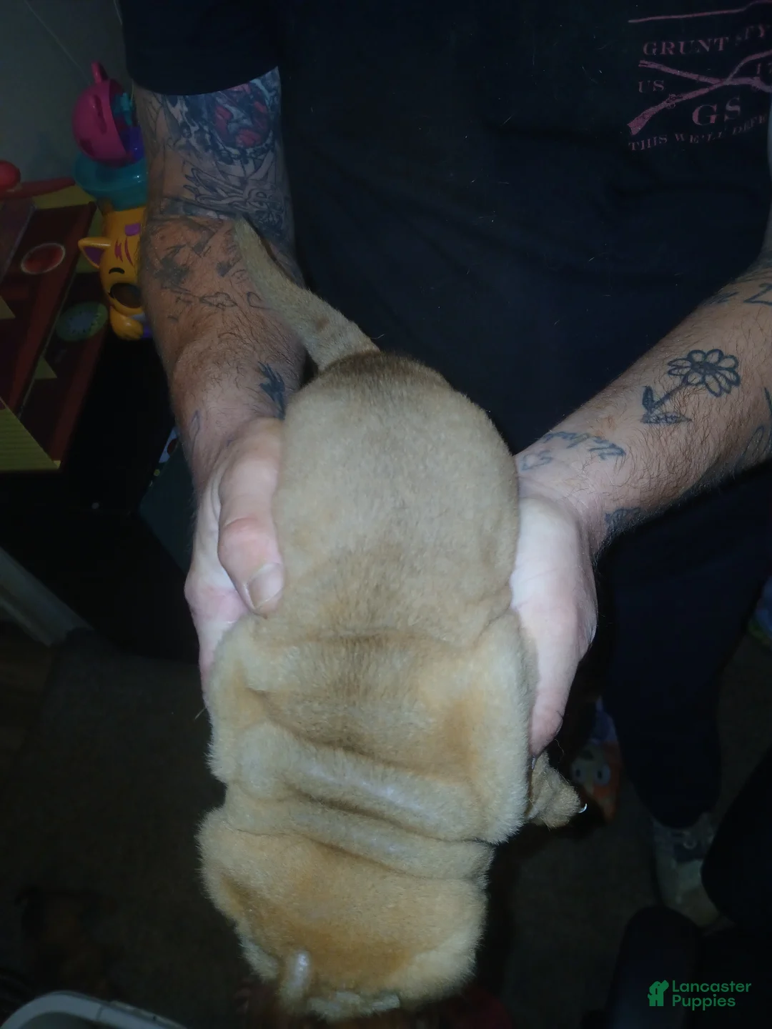Shar Pei dogs for sale: Shar Pei Puppy 1 - Ad 2