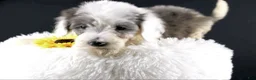 Mini Aussiedoodle dogs for sale: Boots - Ad 9