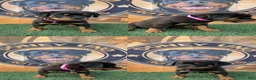 Rottweiler dogs for sale: XXL Heenoch  - Ad 5