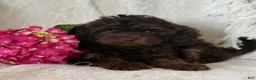 Cavapoo dogs for sale: Sterling  - Ad 7