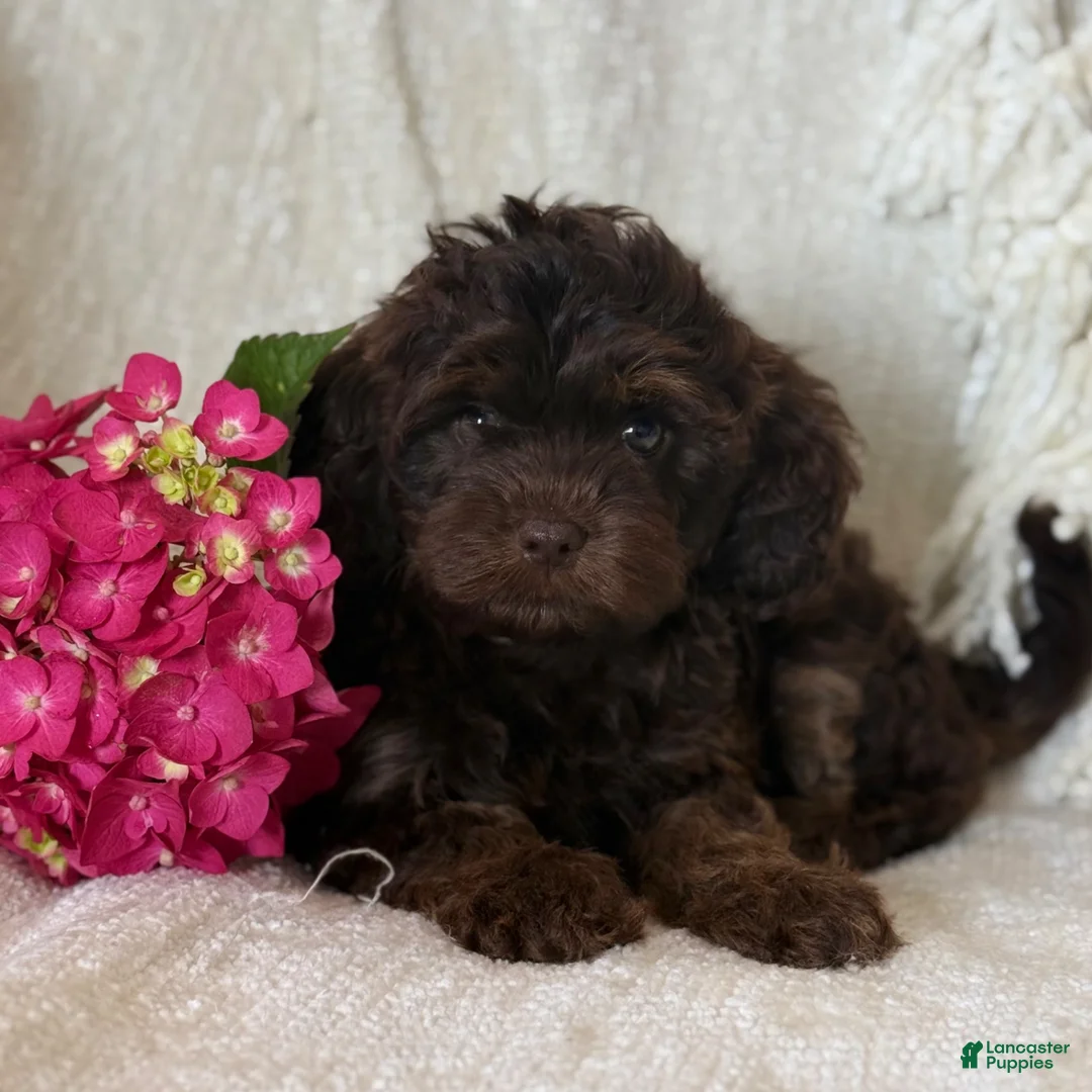 Cavapoo dogs for sale: Sterling  - Ad 7