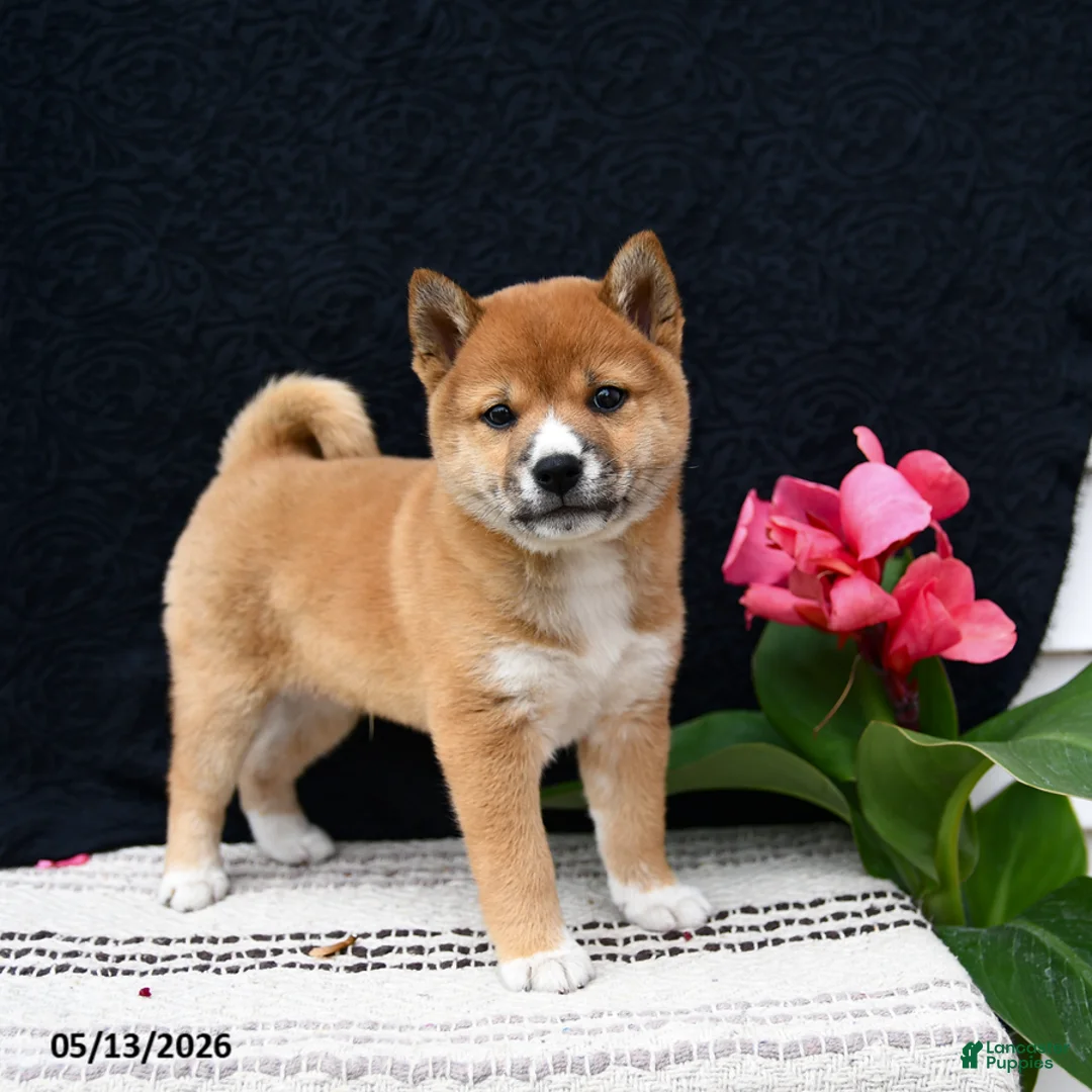 Shiba Inu dogs for sale: Jersey - Ad 5