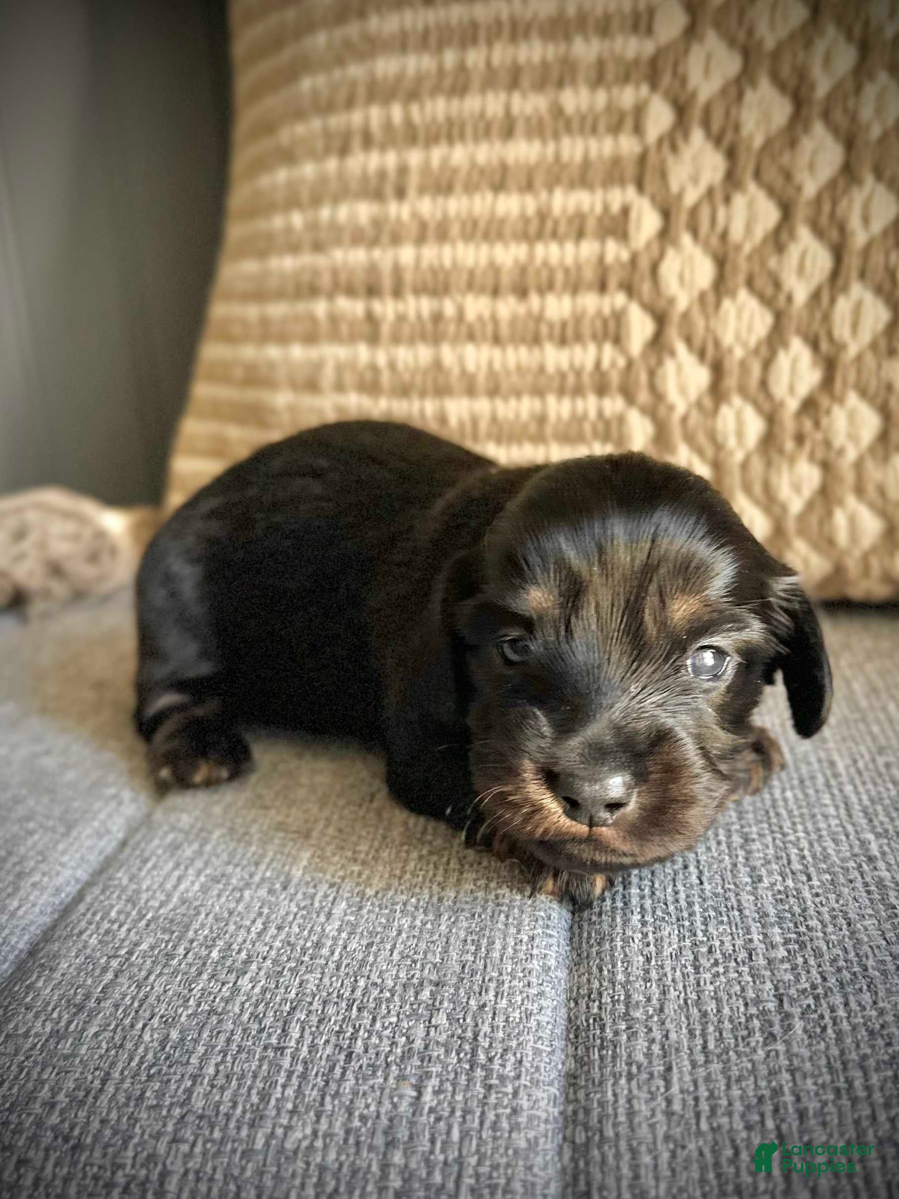 Miniature Dachshund dogs for sale: Veronica - Ad 1