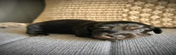 Miniature Dachshund dogs for sale: Veronica - Ad 1