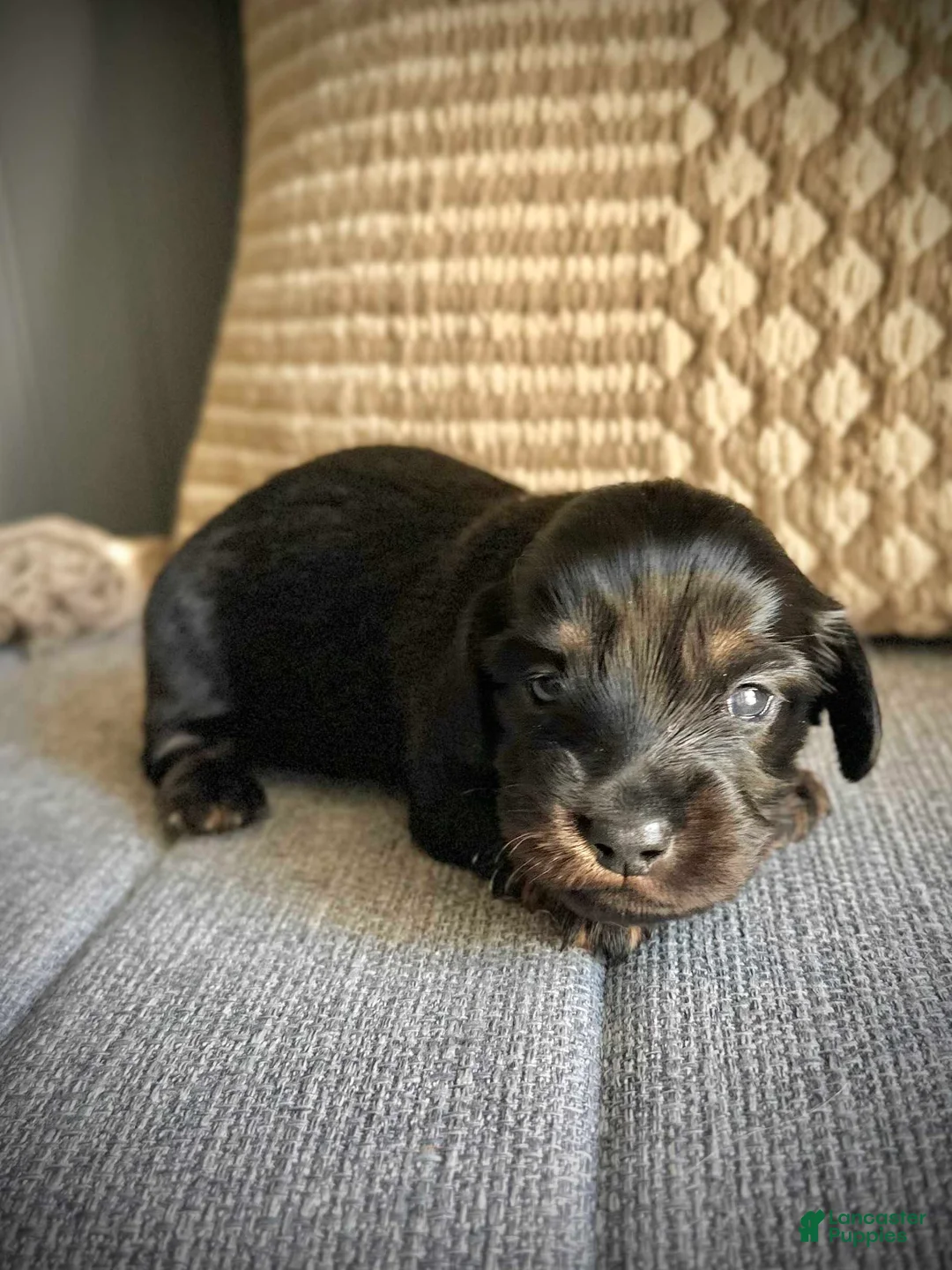 Miniature Dachshund dogs for sale: Veronica - Ad 1