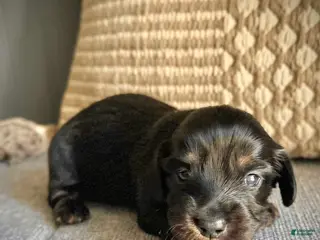 Miniature Dachshund dogs for sale: Veronica - Ad 1