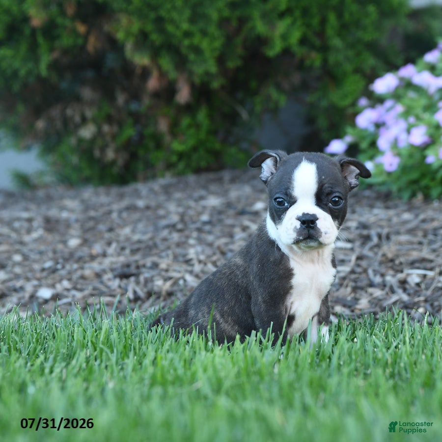 Boston Terrier dogs Homer - Ad 2