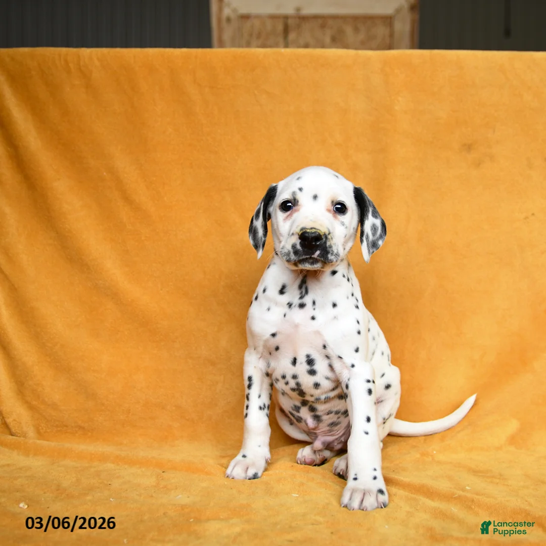 Dalmatian dogs for sale: Carter - Ad 3