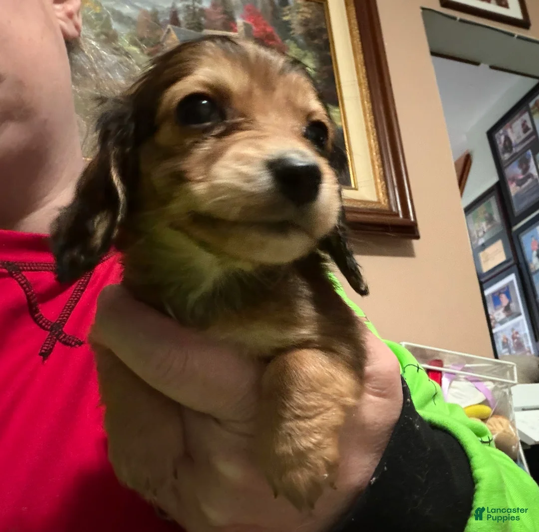 Miniature Dachshund dogs for sale: CReam  - Ad 33