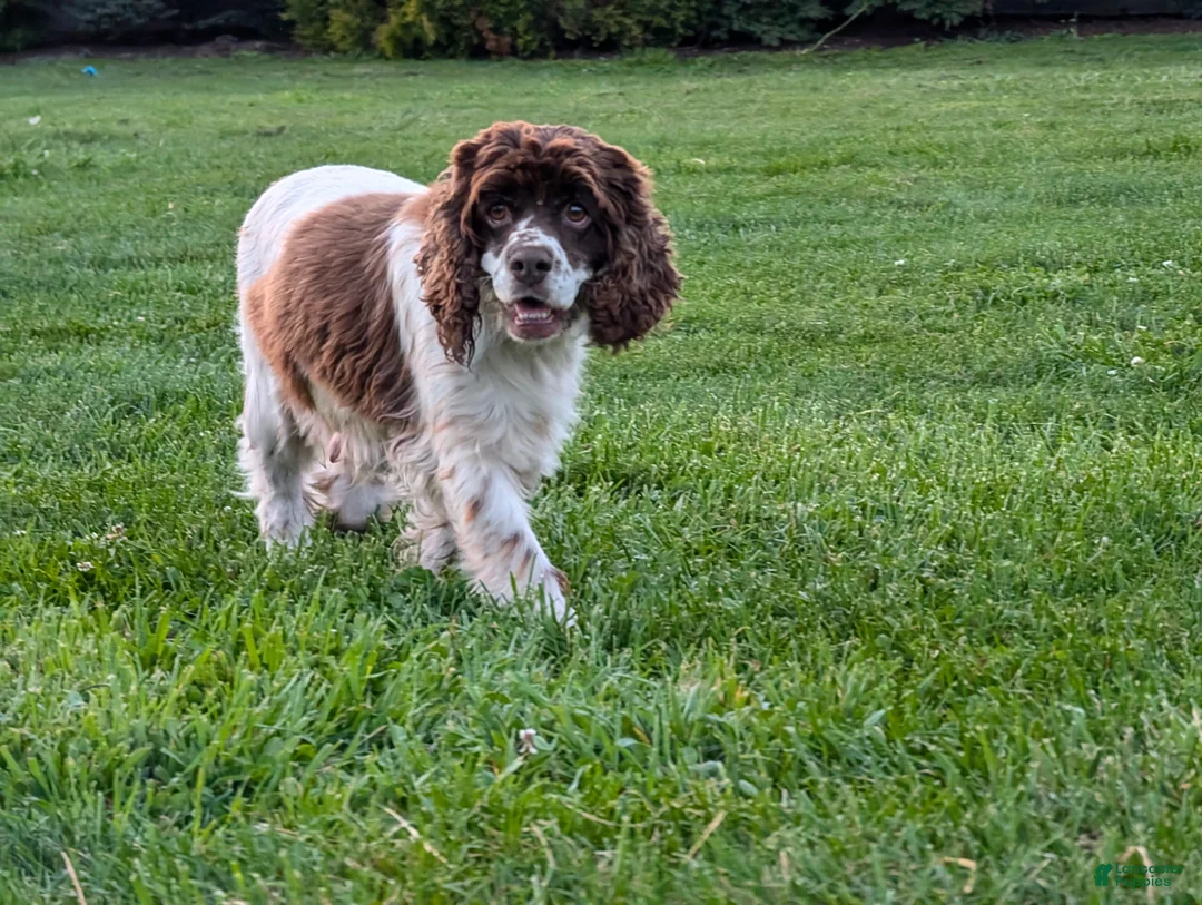 Cocker Spaniel dogs for sale: Anne - Ad 8