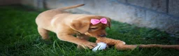 Labrador Retriever dogs for sale: NICKI - Ad 6