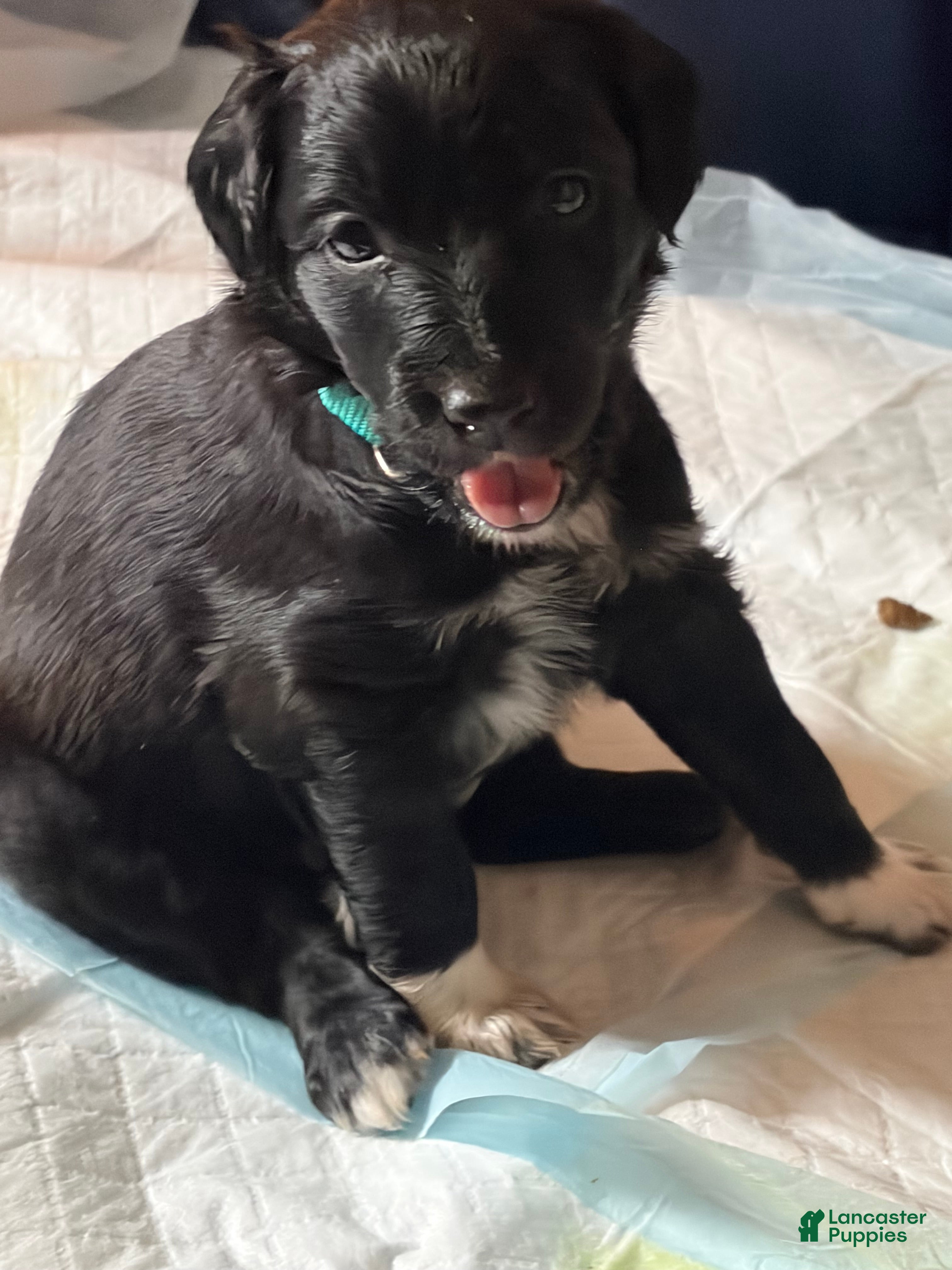 Aussiedoodle dogs Sienna - Ad 13