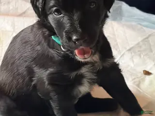 Aussiedoodle dogs Sienna - Ad 3