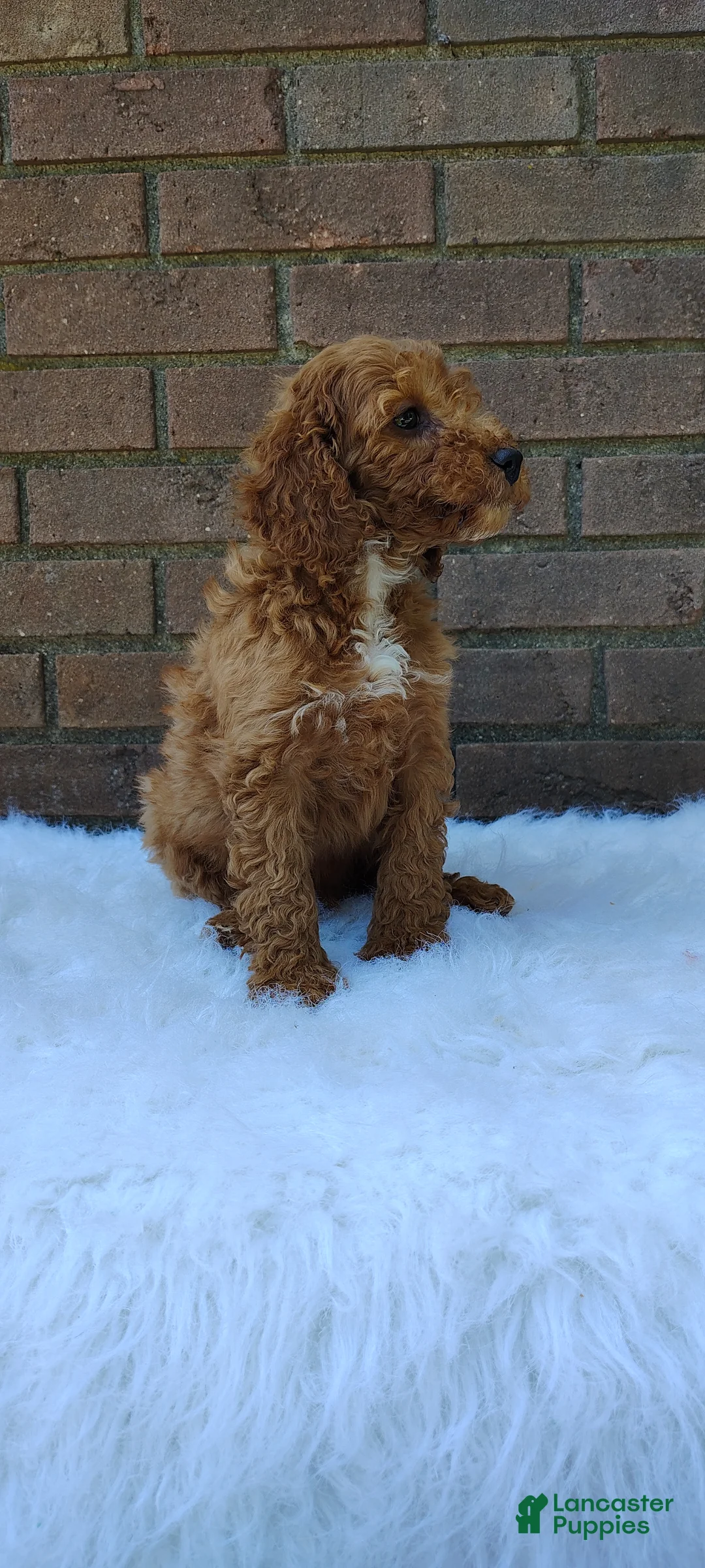 Irish Doodle dogs for sale: Gunner - Ad 6