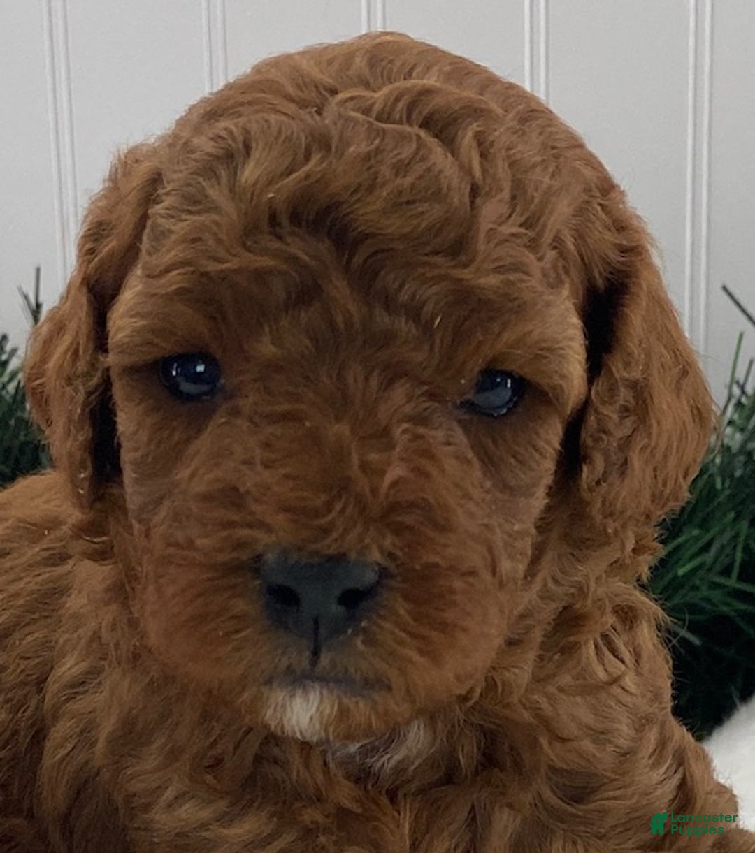 Cavapoo dogs for sale: Simba - Ad 4